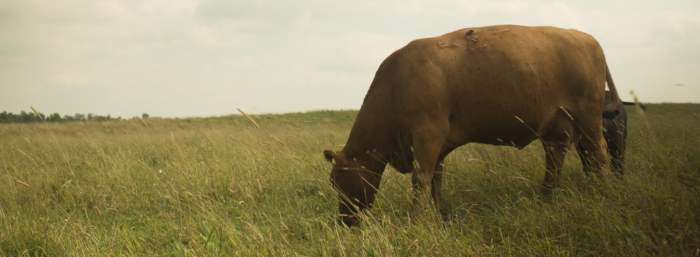 Production bovine éco-efficiente en milieu nordique