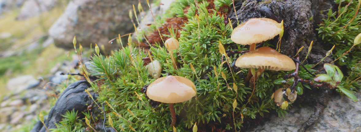 Colloque annuel de la Chaire industrielle CRSNG-UQAT sur la biodiversité en contexte minier