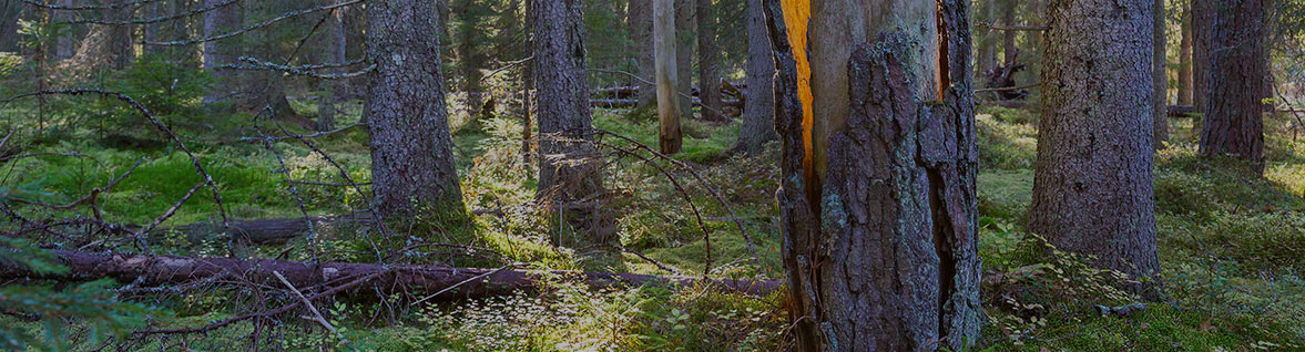 Chaire de recherche du Canada en écologie et en aménagement forestier durable