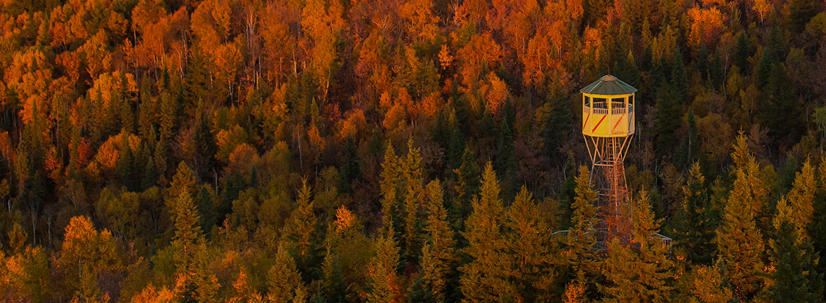 Institut de recherche sur les forêts