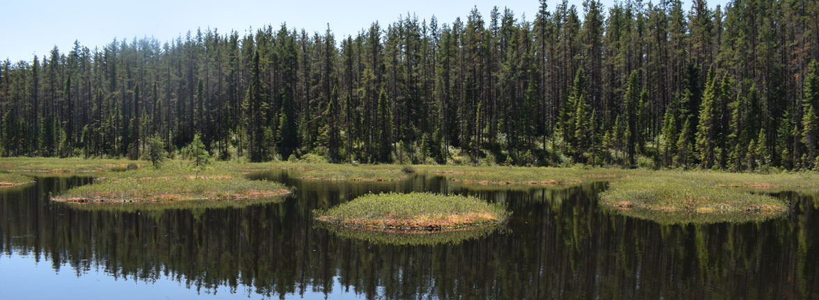 Forêt