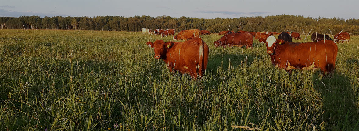 Maitrise sur mesure (Agriculture) 