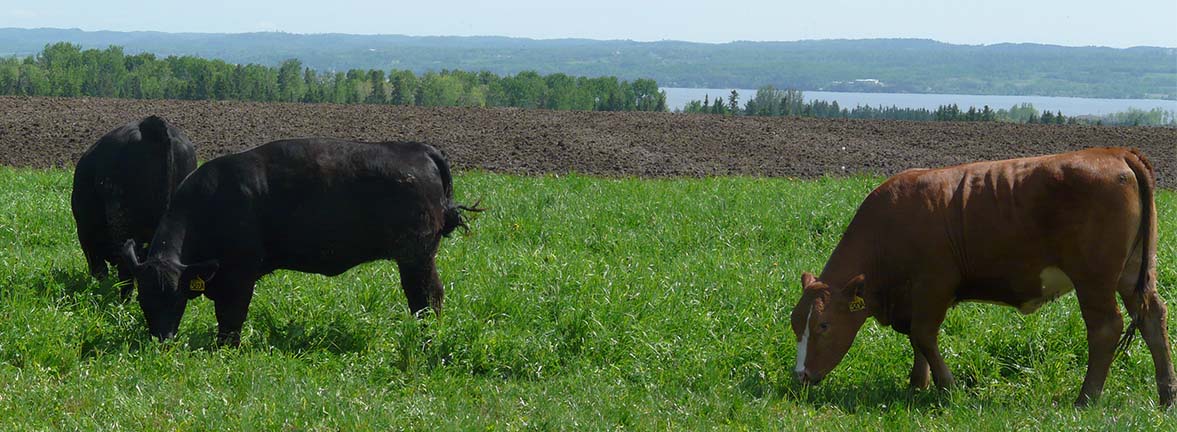 production-bovine