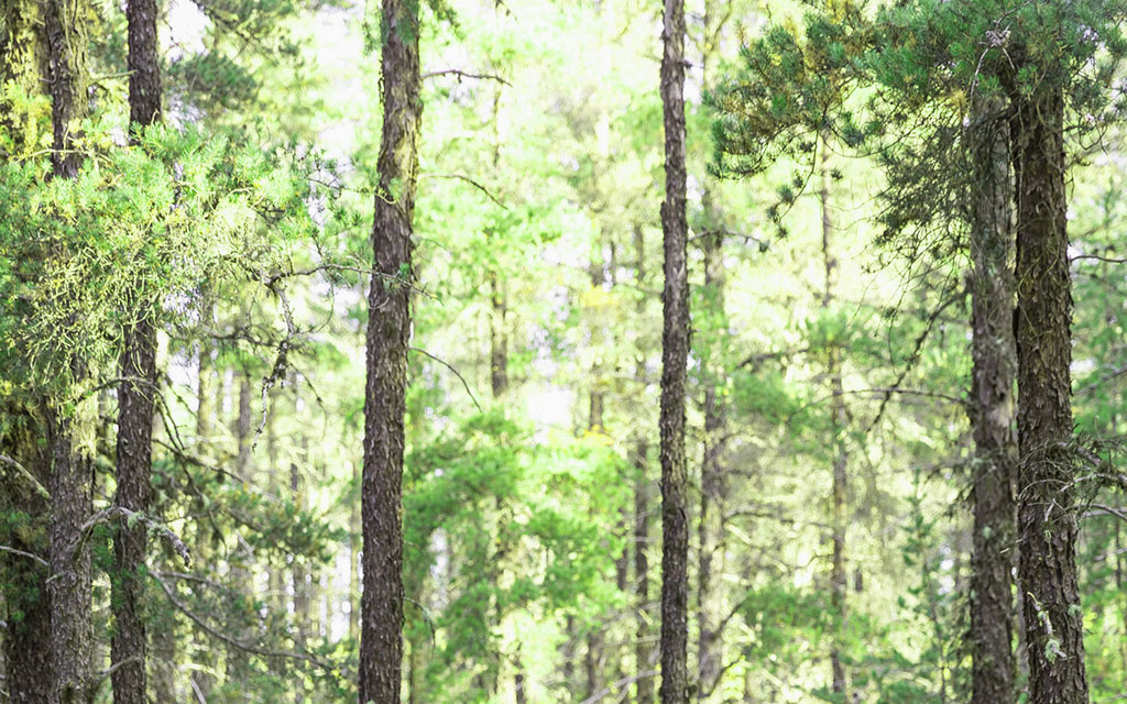 Chaire UQAT-UQAM en aménagement forestier durable