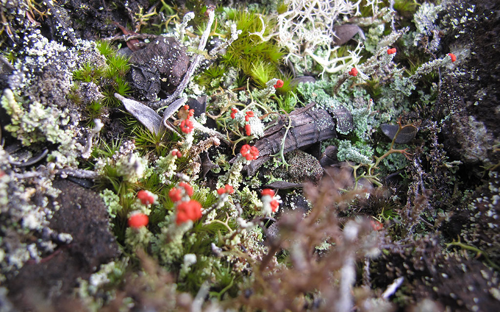 Chaire institutionnelle sur la biodiversite nordique en contexte minier