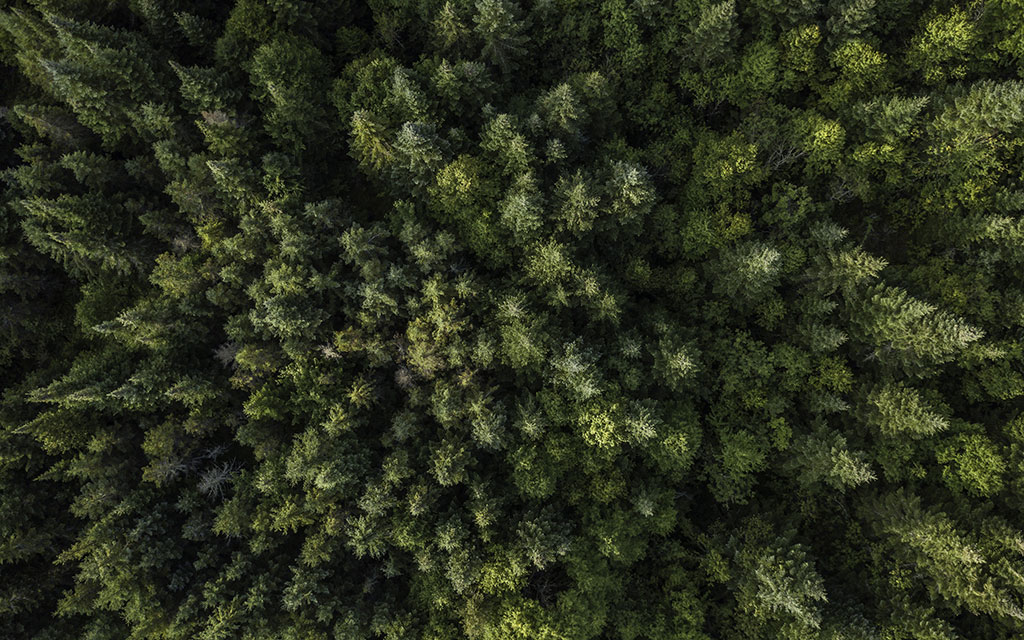 Chaire de recherche UQAT-MNRF sur la gestion du carbone forestier