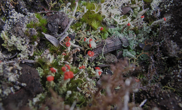 Biodiversité